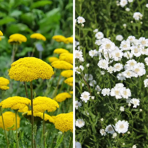 Achillea Gold N Pearls Collection Achillea Gold N Pearls Collection