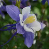 Aquilegia Earlybird Blue And White P68aquebbw - Garden Express Australia