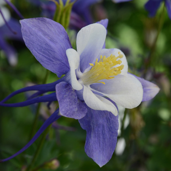 Aquilegia Earlybird Blue And White