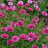 Argyranthemum Madeira Pink Crest