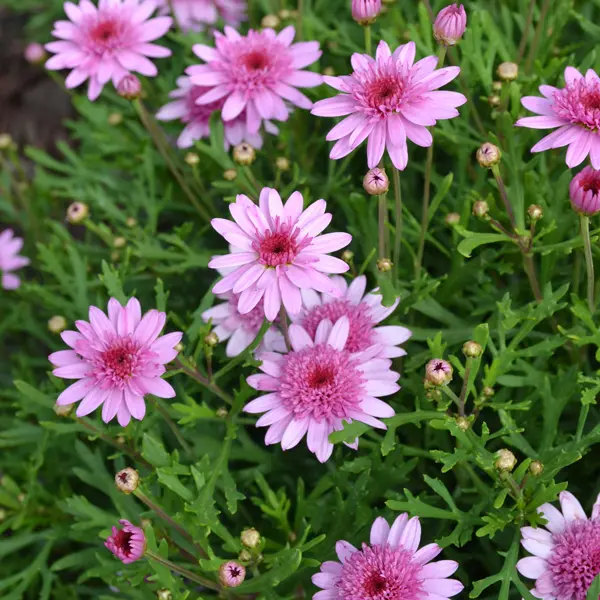 Argyranthemum Madeira Single Violet Argyranthemum Madeira Single Violet