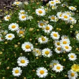 Argyranthemum Madeira Single White P68arymsw - Garden Express Australia