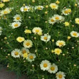 Argyranthemum Madeira Single Yellow P68argmsy - Garden Express Australia