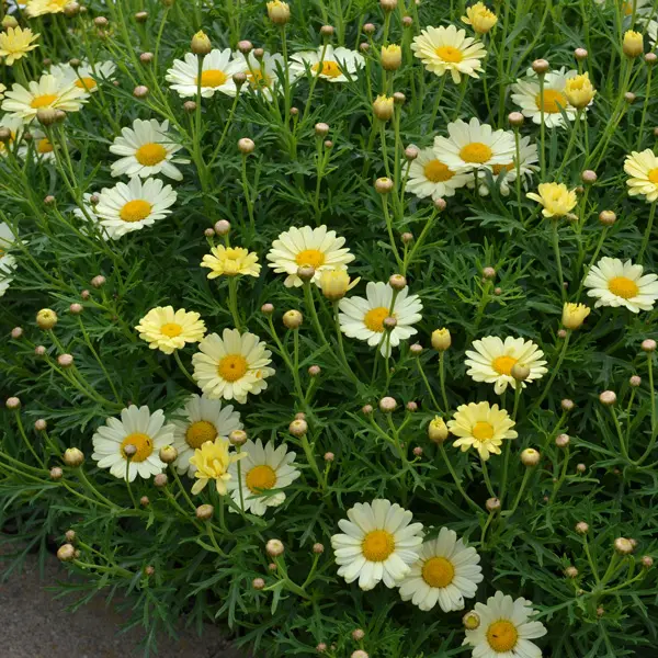 Argyranthemum Madeira Single Yellow Argyranthemum Madeira Single Yellow