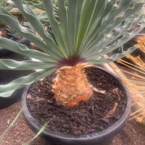 Boophone Disticha Growing Guide Boophone Disticha 300mm P30boodis - Garden Express Australia