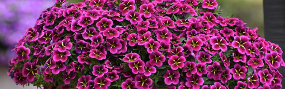 Calibrachoa Goodnight Kiss P68calgki - Garden Express Australia