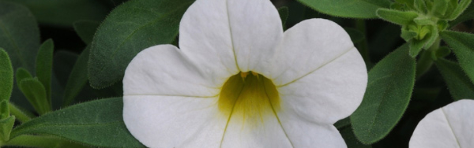 Calibrachoa Minifamous Perfect White P68calmpw - Garden Express Australia