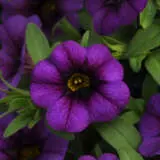 Calibrachoa Minifamous Royal Blue P68calmrb - Garden Express Australia