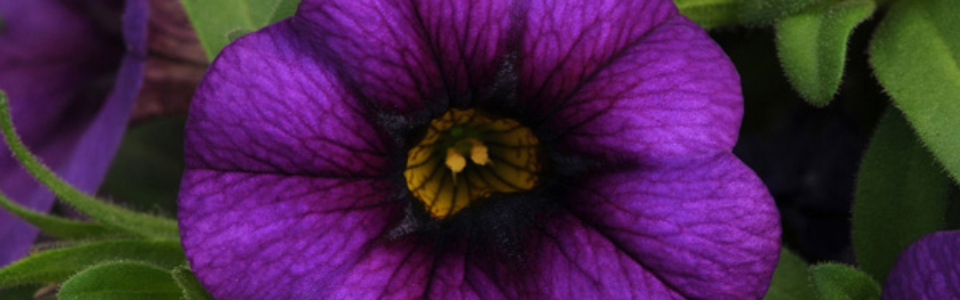 Calibrachoa Minifamous Royal Blue P68calmrb - Garden Express Australia