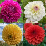 Dahlia Ball Collection 2 V2 2025 Coldahbal - Garden Express Australia