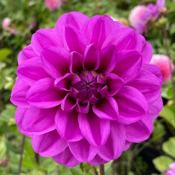Dahlia Blue Bird