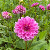 Dahlia Grace Dahlia Grace