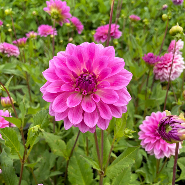 Dahlia Grace