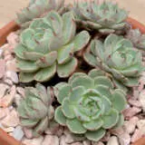 Echeveria Cosmo - Garden Express Australia
