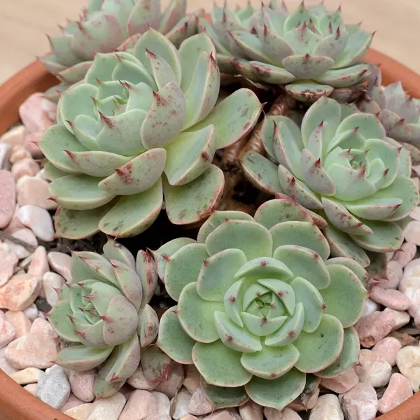 Echeveria Cosmo Starter Plant