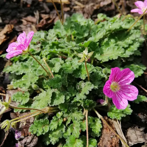 Erodium Mansecavii