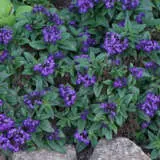 Heliotrope Lord Roberts P68hellro - Garden Express Australia