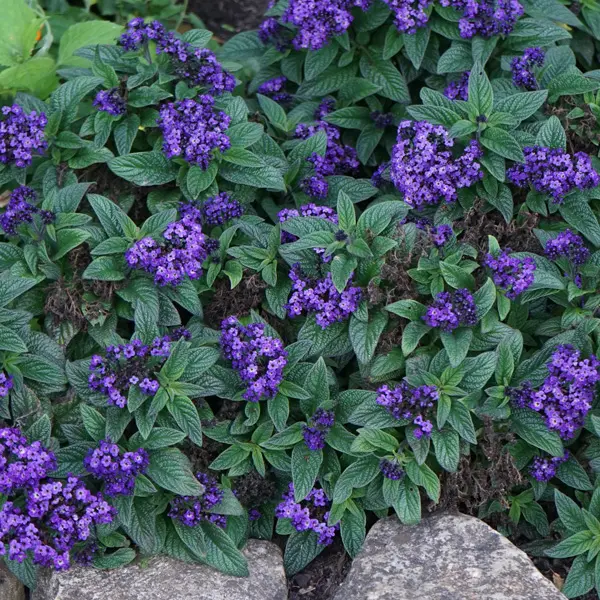 Heliotrope Lord Roberts Heliotrope Lord Roberts