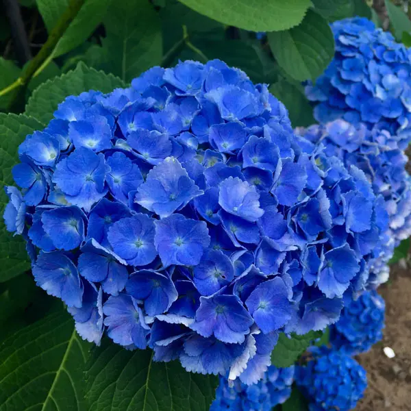 Hydrangea Altona