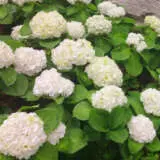 Hydrangea Le Cygne