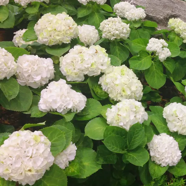 Hydrangea Le Cygne