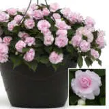 Impatiens Double Glimmer Appleblossom P68impgap - Garden Express Australia