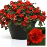 Impatiens Double Glimmer Bright Red P68impgbr - Garden Express Australia