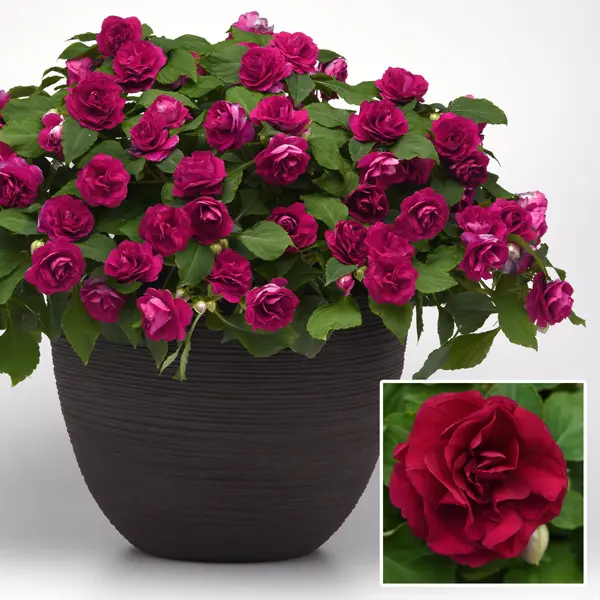 Impatiens Double Glimmer Burgundy