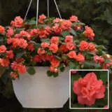 Impatiens Double Glimmer Salmon P68impgsa - Garden Express Australia