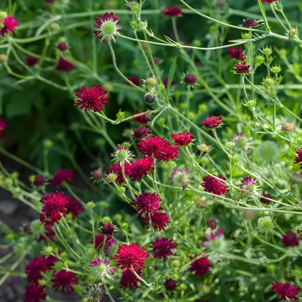 Knautia Egyptian Rose