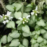 Lamium White Nancy P68lamwna - Garden Express Australia