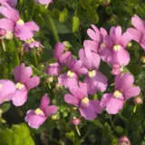 Nemesia Pink P68nempin - Garden Express Australia