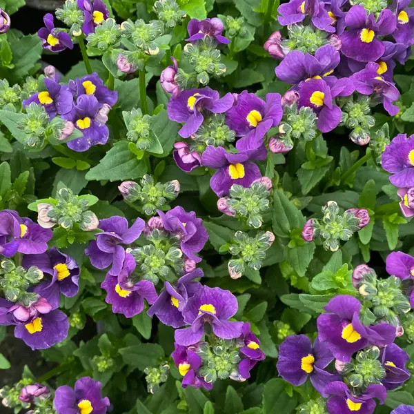 Nemesia Purple