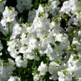 Nemesia White P68nemwhi - Garden Express Australia