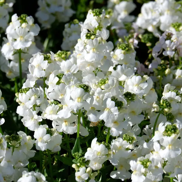 Nemesia White