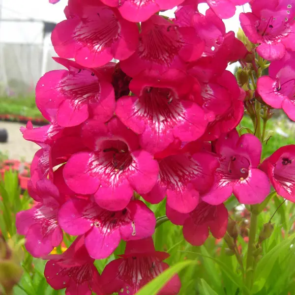 Penstemon Rose Robin