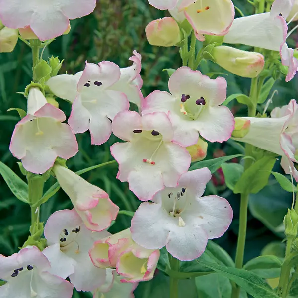 Penstemon Thorn Penstemon Thorn