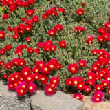 Pig Face Red P68pfared - Garden Express Australia