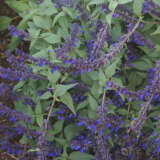 Salvia Anthony Parker P68salapa - Garden Express Australia