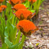 Scadoxus Paintbrush Lily Pkscapli - Garden Express Australia