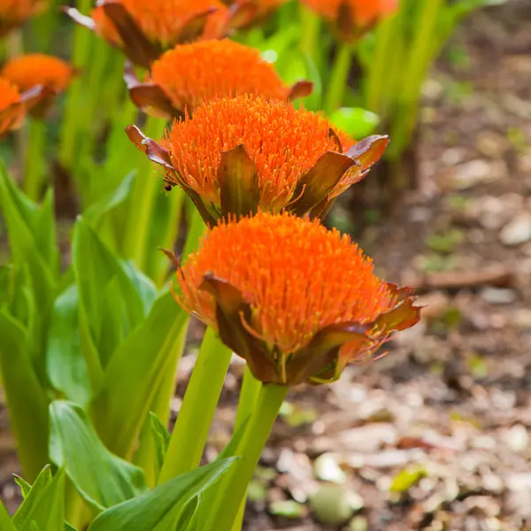 Scadoxus Paintbrush Lily