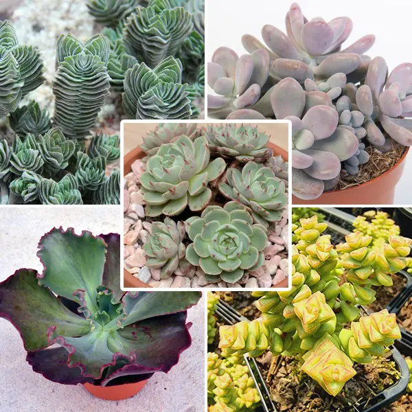 Succulent Starter Collection Succulent Starter Collection