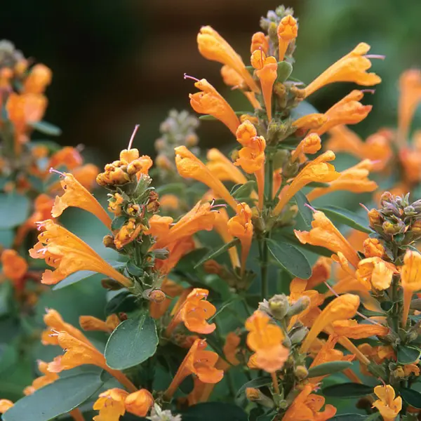 Agastache Arizona Sandstone Agastache Arizona Sandstone