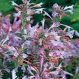 Agastache Arizona Sunset P68agaass - Garden Express Australia