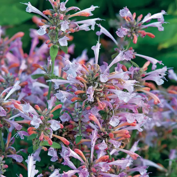 Agastache Arizona Sunset Agastache Arizona Sunset