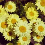 Anthemis E C Buxton P68antecb - Garden Express Australia