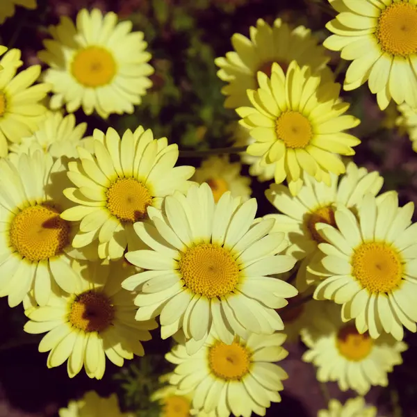 Anthemis E.c. Buxton Anthemis E.c. Buxton