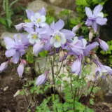 Aquilegia Origami Mauve P68aquoma - Garden Express Australia