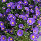 Aster Samoa P68astsam - Garden Express Australia