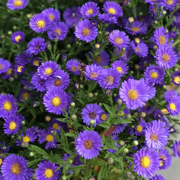 Aster Samoa
